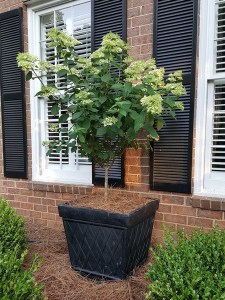 Hortensja bukietowa (Hydrangea paniculata) Silver Dollar c3 zdjęcie 7